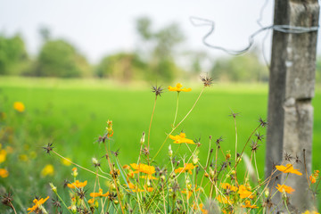 Yellow flowers in a remote rural field are naturally beautiful. - 334231640