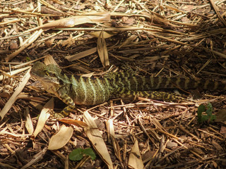 Brisbane Botanical Gardens 2020 March