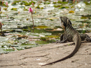 Brisbane Botanical Gardens 2020 March