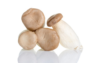 Musroom isolated on white background.