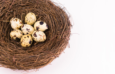 Obraz premium Quail eggs in a nest on a white background. Copy space Top view.