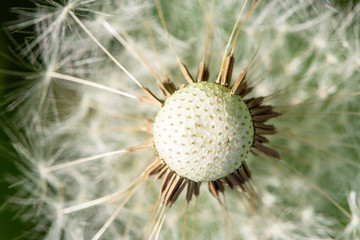 Macro photo of a beautiful fluffy and bald dandelion in summer