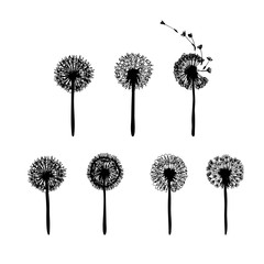 Dandelion flower set with flying seeds. Ink plant drawing. Floral silhouette. Botanical illustration. Vector