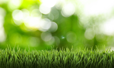 Fresh grass against blurred green background. Spring time