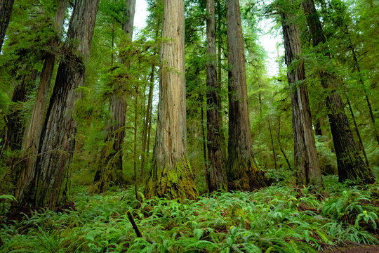 Redwood Trees in Jedediah Smith State Park, California
