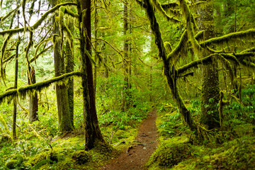 Fototapeta na wymiar Old Growth Rainforest, Oregon