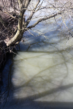 tree by a riverbank in the forest
