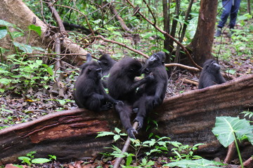 Family of macaco monkeys grooming themselves