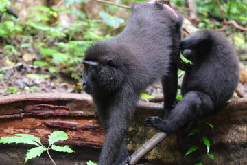 Families of macaco monkeys grooming themselves