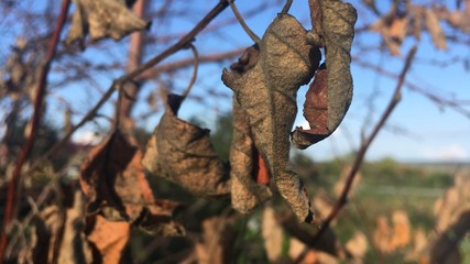 Autumn time .Yellow leaf