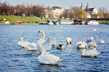 Swans on Vistula River in Cracow, Poland