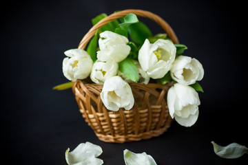 beautiful bouquet of white tulips on black background