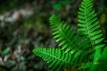 fern in the forest