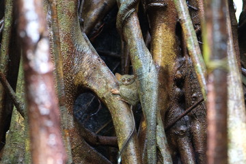 Tarsius Monky looking into trees in Indonesian forest