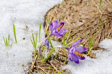 Fototapeta na wymiar Purple crocuses in the snow - Chocholowska Valley, Zakopane, Poland.
