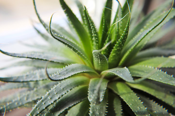 Fototapeta premium aloe vera plant