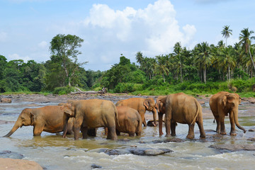 Fototapeta na wymiar Pinnawela elephant orphanage, herd of elephants in the river, Pinnawela, Sri Lanka