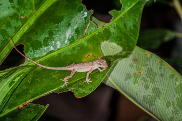 Anole Lizard in Costa Rica on a Leaf 