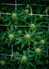 Cannabis In Flower 
