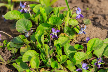 Wild violets on a meadow at spring
