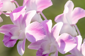 Obraz na płótnie Canvas bouquet of beautiful orchid flowers