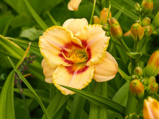 Closeup of a large orange and yellow bloom of Hemerocallis Custard Candy