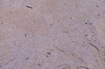  yellow background made of sawdust lying on the ground