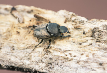 Onthophagus vacca small brown beetle and a small cornet whose larvae develop in the feces of different animal species