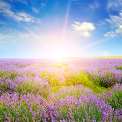 Lavender field at sunset. Agricultural landscape.