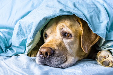 white labrador lies on the bed under a blanket