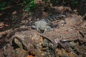 Crocodile on the river bank