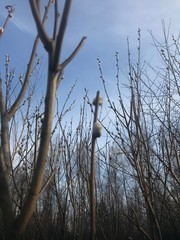 trees  in Spring