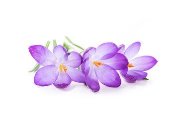 Fototapeta na wymiar spring purple little crocus flowers isolated on white