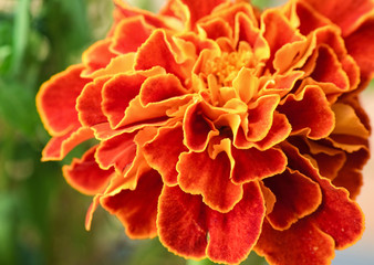closeup of red flower