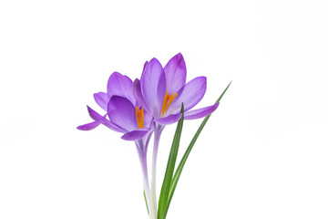 spring purple little crocus flowers isolated on white