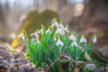The first flower in the forest in early spring