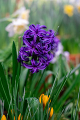 Blooming yellow and purple hyacinth flowers with plenty of green leaves. Beautiful early spring flowers used to celebrate Easter. Closeup color image taken in an indoor garden.