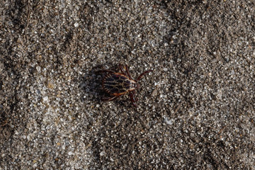 acarus in the sand, mite