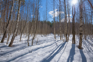 White birches in the forest. Early spring in a birch grove. The white trunks of trees. There are white clouds in the blue sky.