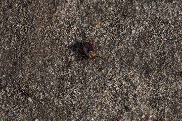 acarus in the sand, mite