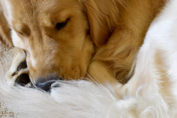 Golden retriever sleeping