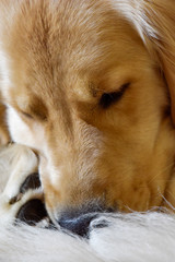 Golden retriever close-up