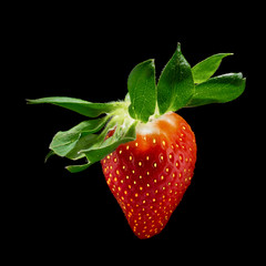 closeup of a single ripe sugar strawberry isolated on a black background