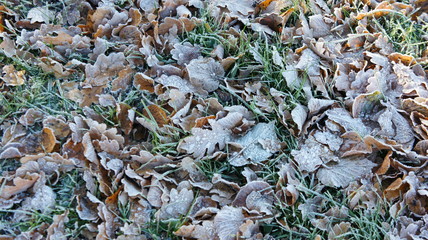Autumn leaf frost 
