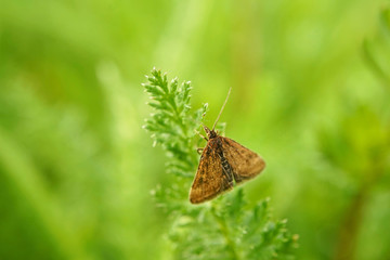 Nahansicht eines Olivbraunen Zünslers