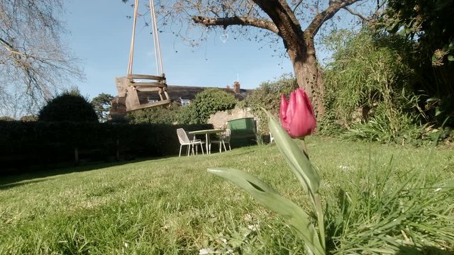 Shot of a purple/red Tulip coming up in spring, Childs swing in background.
On a bright spring day