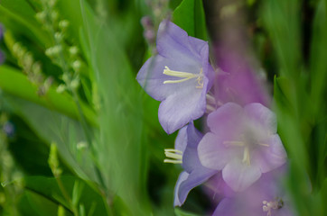 Glockenblumen