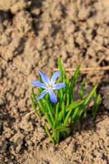 Blue glory-of-the-snow (chionodoxa luciliae) flower on spring