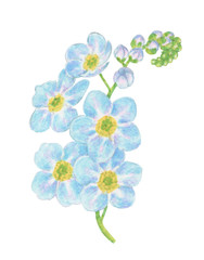 Gentle forget-me-not flower illustration on a white background isolated
