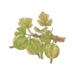 Illustration of gooseberry on white background isolated
